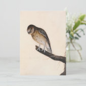 kleine uil | William Lewin (Staand voorkant)