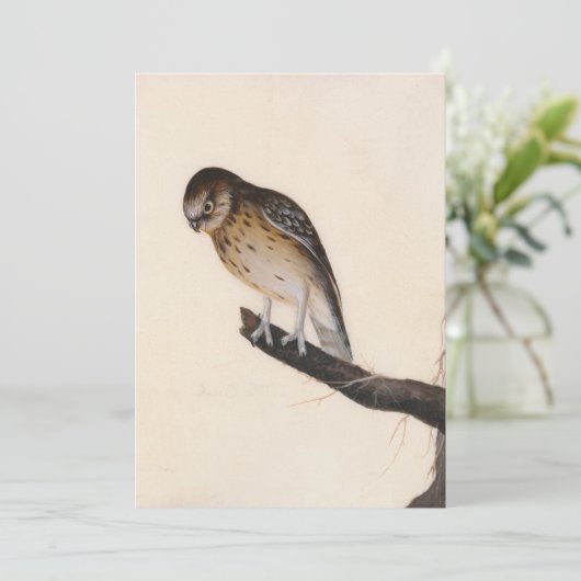 kleine uil | William Lewin (Staand voorkant)