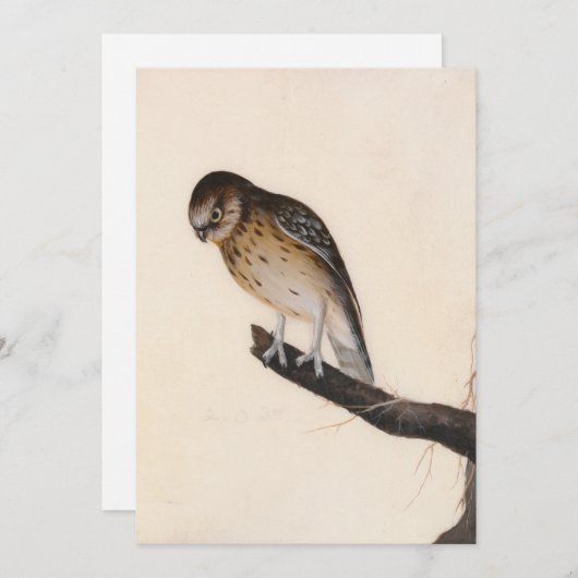 kleine uil | William Lewin (Voorkant / Achterkant)