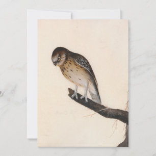 kleine uil   William Lewin