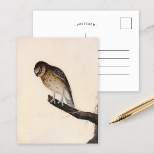 kleine uil   William Lewin Briefkaart