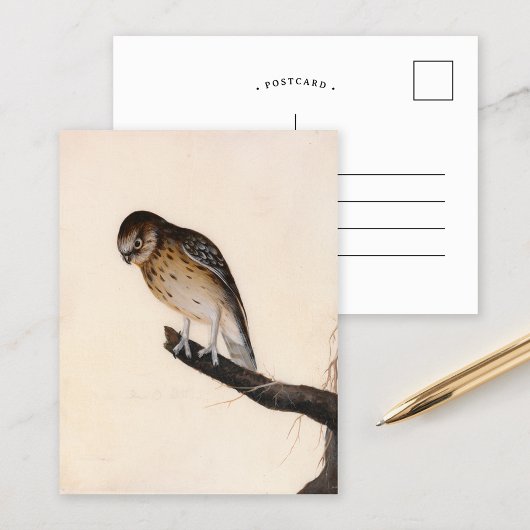 kleine uil | William Lewin Briefkaart