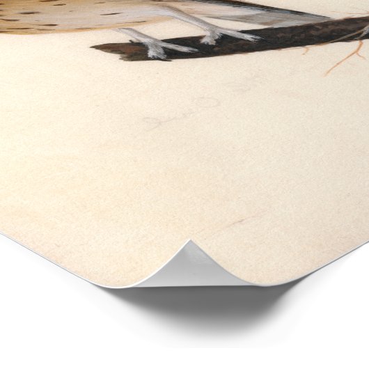 kleine uil | William Lewin Poster (Hoek)