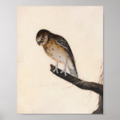 kleine uil | William Lewin Poster (Voorkant)