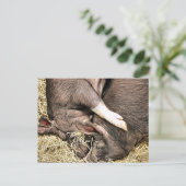 KLEINE VARKENS BRIEFKAART (Staand voorkant)