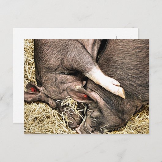 KLEINE VARKENS BRIEFKAART (Voorkant / Achterkant)