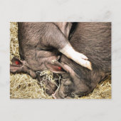 KLEINE VARKENS BRIEFKAART (Voorkant)