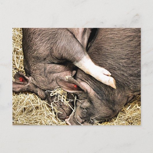 KLEINE VARKENS BRIEFKAART (Voorkant)