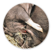 KLEINE VARKENS KERAMISCHE KNOP (Voorkant)