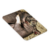 KLEINE VARKENS MAGNEET (Rechterzijde)