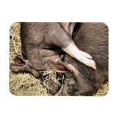 KLEINE VARKENS MAGNEET (Horizontaal)