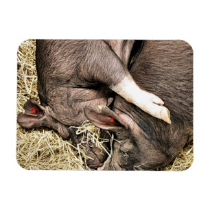 KLEINE VARKENS MAGNEET