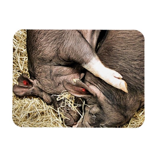 KLEINE VARKENS MAGNEET (Horizontaal)