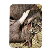 KLEINE VARKENS MAGNEET (Verticaal)