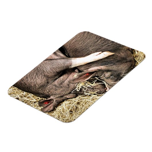 KLEINE VARKENS MAGNEET (Linkerzijde)
