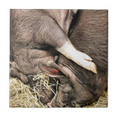 KLEINE VARKENS TEGELTJE (Voorkant)