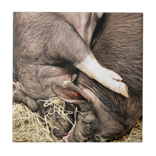 KLEINE VARKENS TEGELTJE