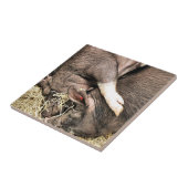 KLEINE VARKENS TEGELTJE (Zijkant)