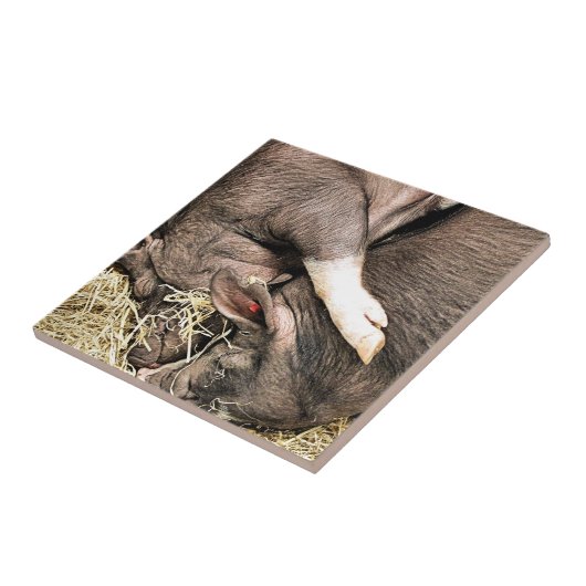 KLEINE VARKENS TEGELTJE (Zijkant)