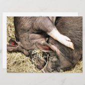 KLEINE VARKENS-uitnodiging (Voorkant / Achterkant)