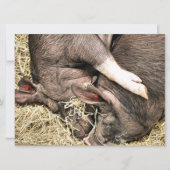 KLEINE VARKENS-uitnodiging (Voorkant)