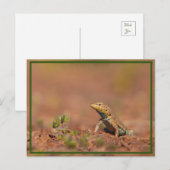 kleine vent briefkaart (Voorkant / Achterkant)