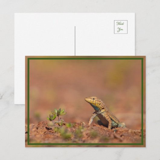 kleine vent briefkaart (Voorkant / Achterkant)