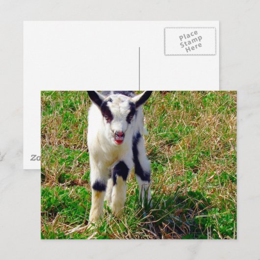 Kleine Vlek De Geit Kind Briefkaart (Voorkant / Achterkant)