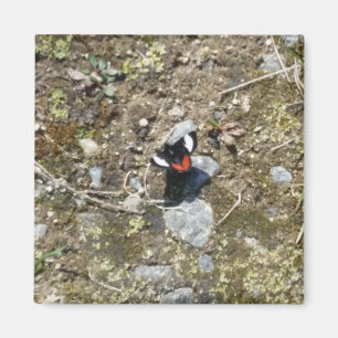 kleine vlindermagneet magneet