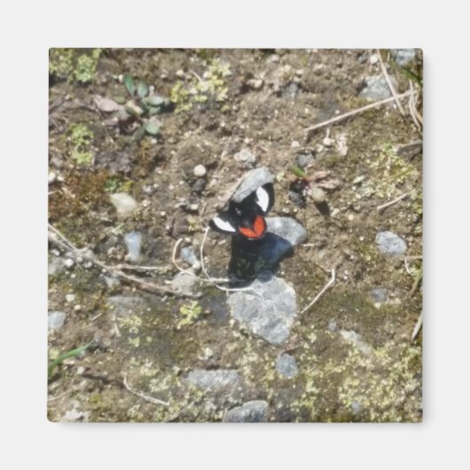 kleine vlindermagneet magneet (Voorkant)