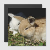 Kleine vloedbunnies (Voorkant / Achterkant)