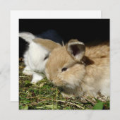 Kleine vloedbunnies (Voorkant / Achterkant)