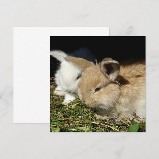 Kleine vloedbunnies (Voorkant / Achterkant)