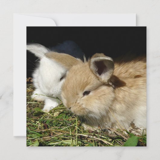 Kleine vloedbunnies (Voorkant)