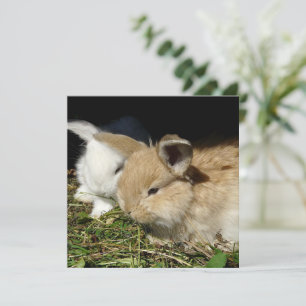 Kleine vloedbunnies