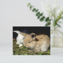 Kleine vloedbunnies