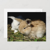 Kleine vloedbunnies briefkaart (Voorkant / Achterkant)