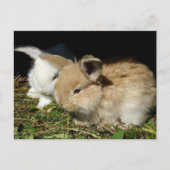 Kleine vloedbunnies briefkaart (Voorkant)