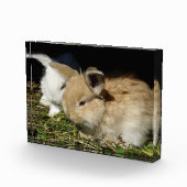 Kleine vloedbunnies fotoblokken (Rechts)