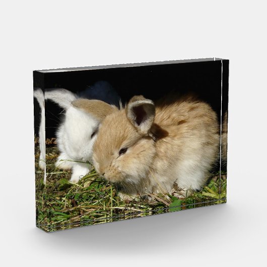 Kleine vloedbunnies fotoblokken (Links)