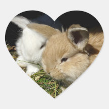 Kleine vloedbunnies