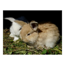Kleine vloedbunnies