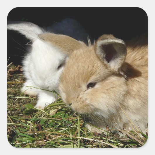 Kleine vloedbunnies vierkante sticker (Voorkant)