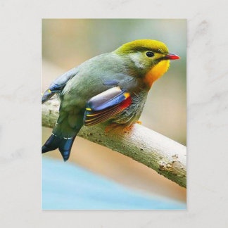 kleine vogel briefkaart