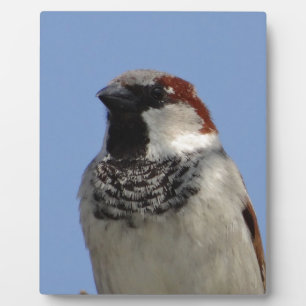 Kleine vogel fotoplaat