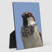 Kleine vogel fotoplaat (Zijkant)