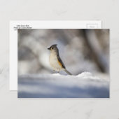 Kleine vogel in de sneeuw briefkaart (Voorkant / Achterkant)