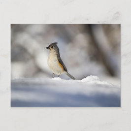 Kleine vogel in de sneeuw briefkaart