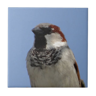 Kleine vogel tegeltje