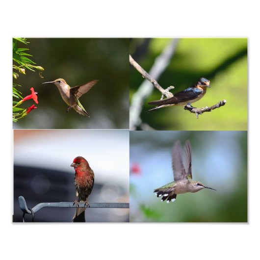 Kleine vogels foto afdruk (Voorkant)